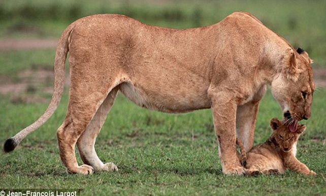 Conmovedoras im&aacute;genes de una leona que rescat&oacute; a su cachorro