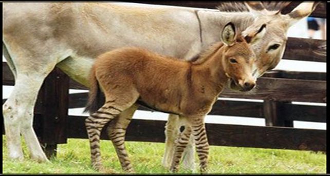 Nace un h&iacute;brido de cebra y burro en una reserva de Georgia