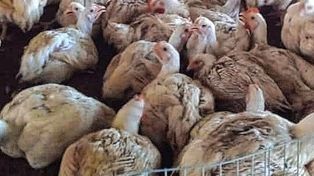 La ola de calor afectó a criadores de pollos.