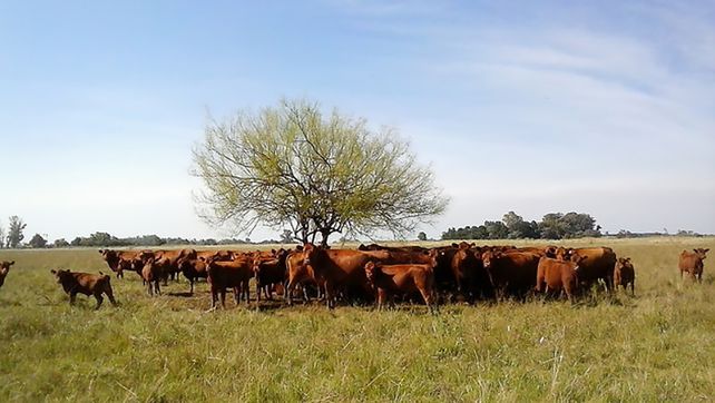 La Mesa de Enlace dice que la ganadería evita más incendios