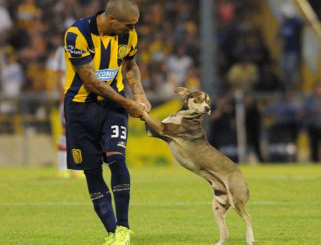 El perro estrella de la cancha de Central es dado en adopción