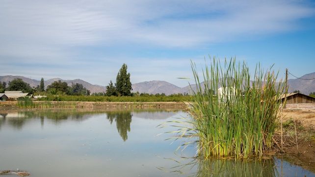 Los desafíos de la gestión eficiente del agua en la agricultura