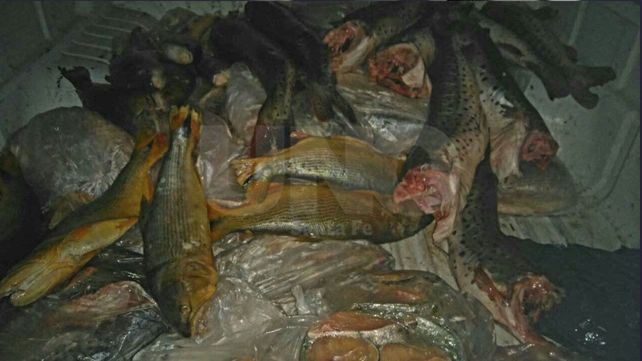 Cayastá: secuestraron decenas de pescados depredados en un control policial