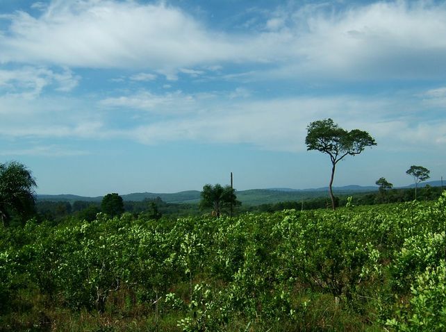 Los yerbatales misioneros donde se encuentra el mayor porcentaje de producción del país.