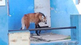 Rescataron a un aguará guazú que deambulaba por Santa Elena