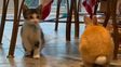 Más tierno imposible: el gatito que sueña con ser un conejo