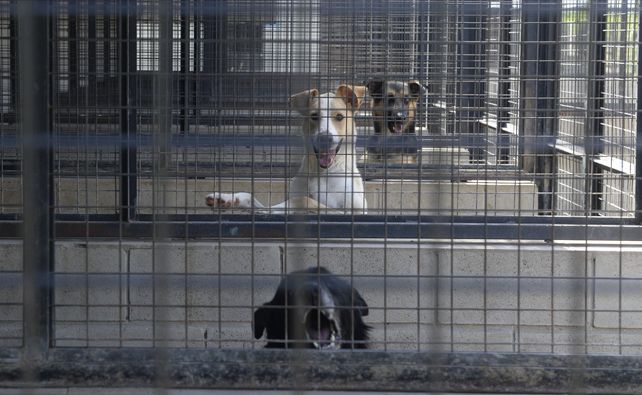 A la espera de la adopción. En el predio del Imusa hay un centenar de animales