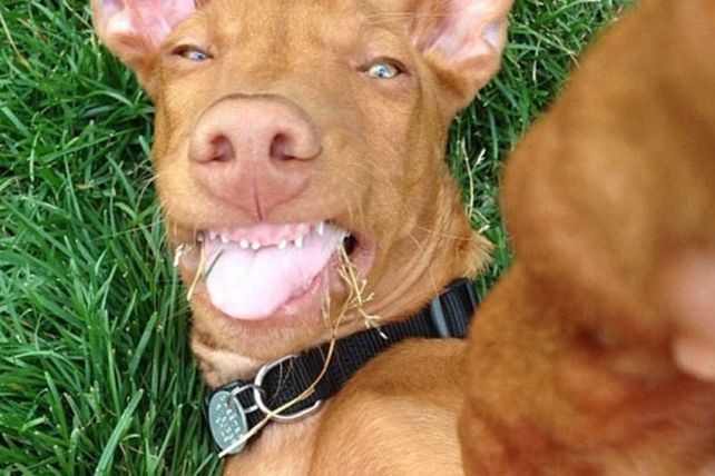 Fotos selfies de los animalitos más divertidos