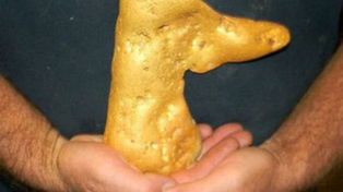 Un aficionado buscador de oro halló una pepita de oro de 5 kilos