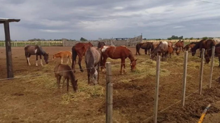 La encefalomielitis equina llegó a Rosario
