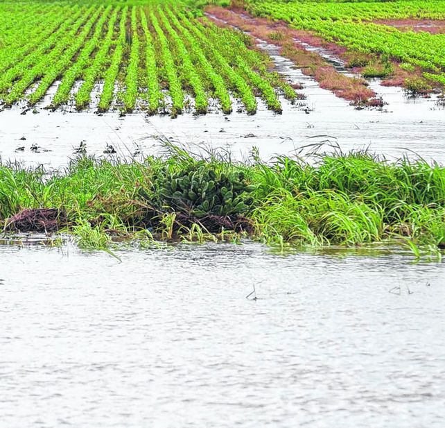 Desastre pluvial. Las lluvias extraordinarias de las últimas semanas superaron los promedios en zonas agrícolas clave.