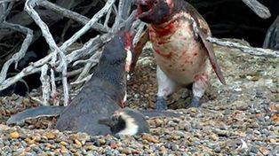 Una infidelidad, el motivo de una sangrienta pelea entre pingüinos que se viralizó
