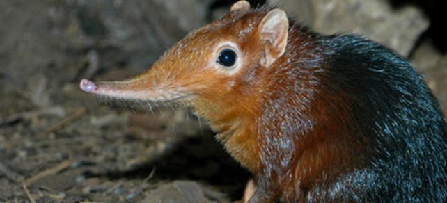 Descubrieron en Tanzania una nueva especie de mam&iacute;fero