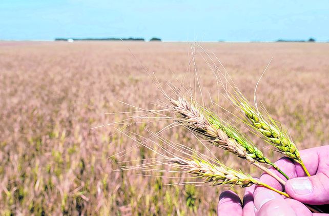 Repunte. Las lluvias animaron al productor que decidió sumar superficie a la siembra triguera.