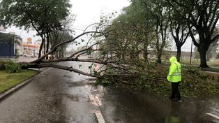 La tormenta en Santa Fe dejó árboles caídos y algunas calles anegadas