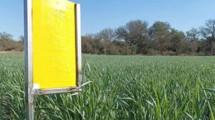 Aumenta la presencia de la chicharrita del maíz y refuerzan el alerta de monitoreo