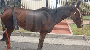 Proteccionistas de Paraná rescataron una yegua que era utilizada para tirar un carro. El animal apenas podía caminar por las heridas, sumadas a la desnutrición