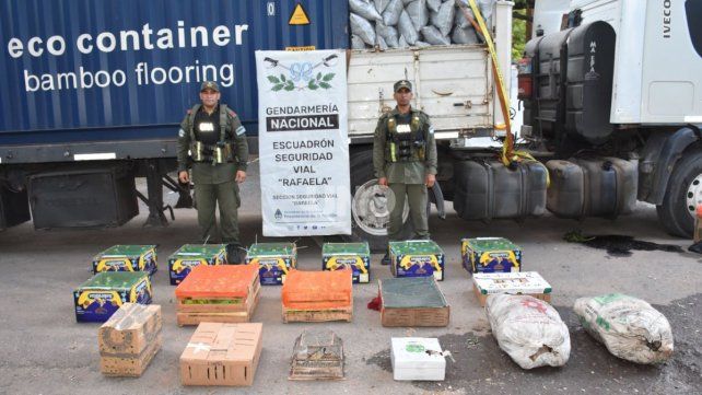 En un control en la ruta nacional 34 Gendarmería secuestro 401 aves y tortugas