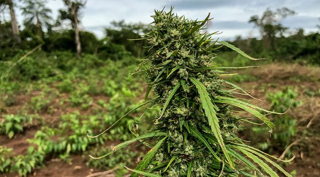 Paraguay escala en el índice global de criminalidad debido al narcotráfico
