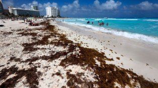 Algunas playas mexicanas, como las ubicadas en Costa Mujeres, logran combatir el sargazo.