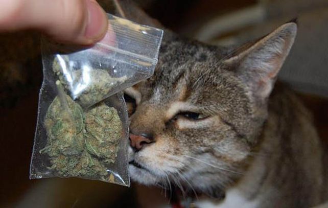 Un gato volvió a su casa con una bolsa de marihuana y fue denunciado por su dueña