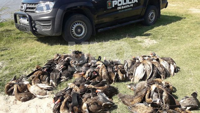 Secuestraron 134 patos crestones cazados en Campo Andino