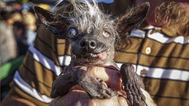 Este es Sweepee Rambo, elegido en Estados Unidos como el perro más feo del mundo