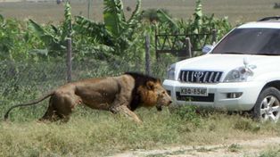 Mataron a un león que había escapado de una reserva natural y atacado a una persona
