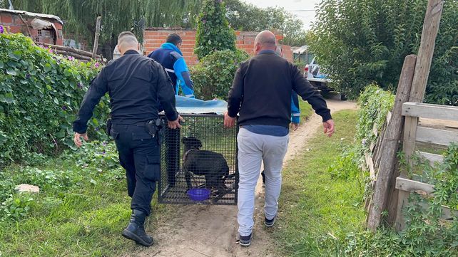 El perro fue rescatado por agentes de la Agencia de Control y puesto en tenencia de un particular, a quien se le hará un seguimiento hasta que que entre en situación de adopción.