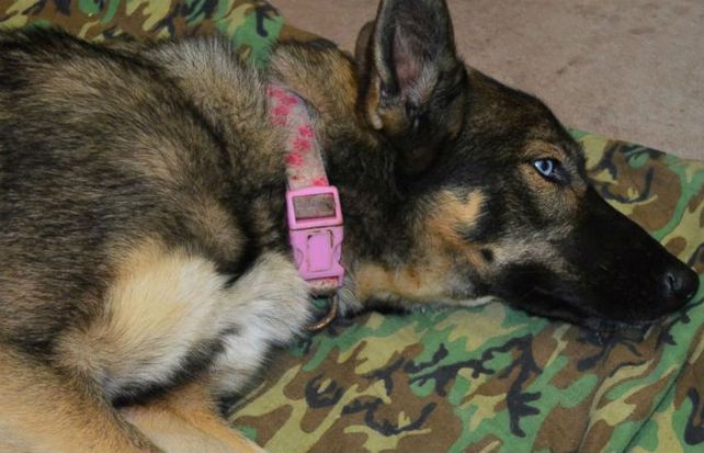 Luna se reencontró finalmente con su dueño  Nick Hayworth.