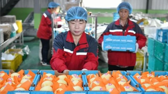 China concretó la primera exportación de peras con destino a la Argentina.