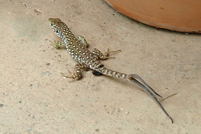 ¿Por qué hay lagartijas con dos colas?