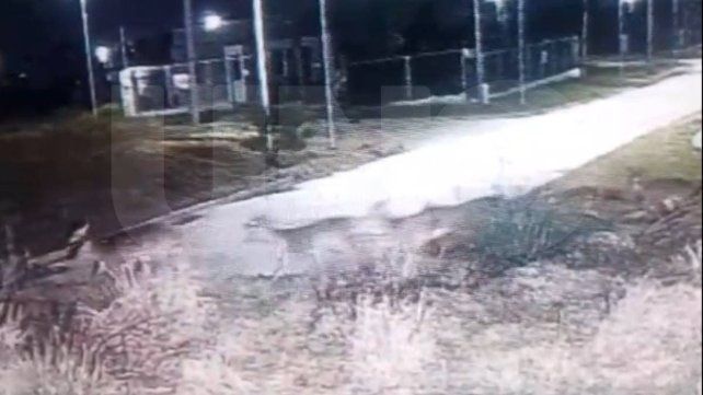 Vecinos comparten videos de ciervos axis en centros urbanos de Paraná. No tienen depredador natural