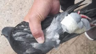 Interceptaron otra paloma mensajera que iba a ingresar droga a la cárcel de Coronda