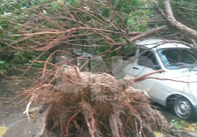 Un árbol cayó arriba de dos autos en Saavedra al 2200. Foto gentileza: Pablo