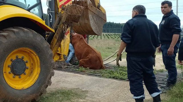 Equino rescatado entre los hierros en Concordia