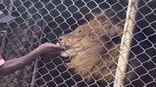 Video: un león le arrancó un dedo de la mano a un cuidador de un zoológico que lo molestaba