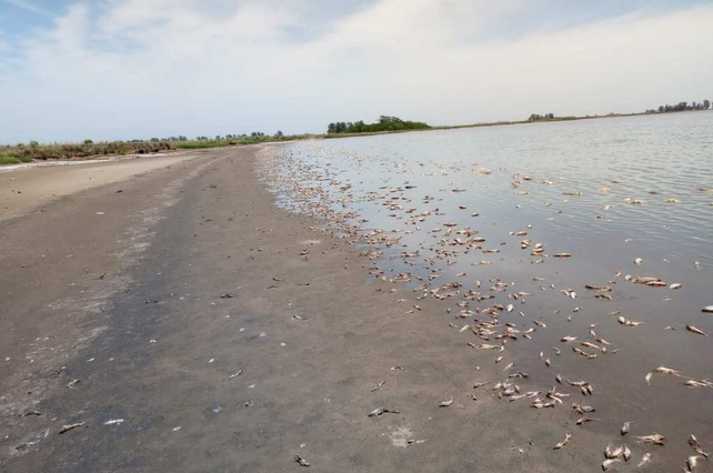 La bajante de las muchas lagunas santafesinas dejó al descubierto miles de peces muertos por falta de oxígeno. Entre ellas la de Villa Cañás.