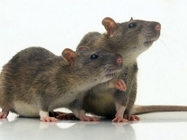 Científicos lograron revertir el envejecimiento en ratones