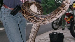 Una mujer luchó con una serpiente pitón de cinco metros para salvar a su perro