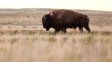 Trump quiere expulsar a los bisontes de Montana y reemplazarlos por vacas