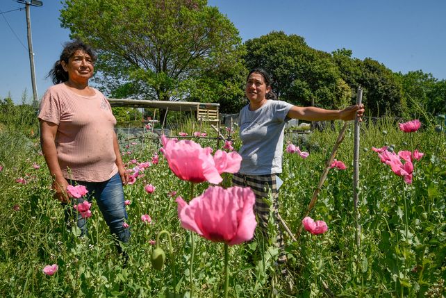Huertas urbanas: el lugar donde la vida vuelve a brotar