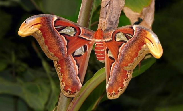 Un ejemplar de Attacus atlas.