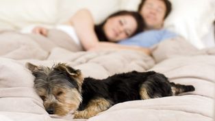 Los que duermen con sus mascotas descansan mejor y se sienten más seguros
