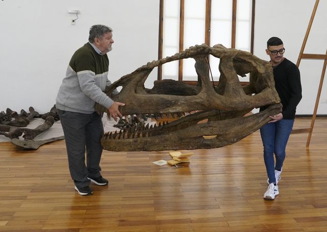 El Museo Gallardo reabre estas vacaciones con una enorme muestra de dinosaurios