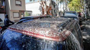 Palomas, un problema recurrente en Paraná