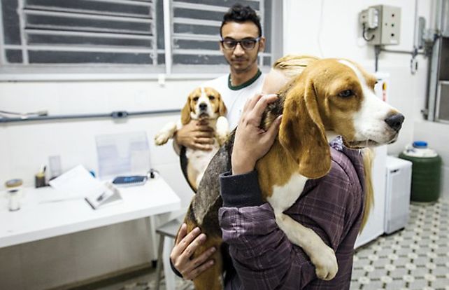 Espanto. Los activistas sacan perros del Instituto Royal