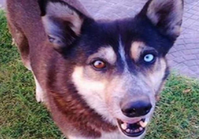 Santa Fe: un hombre irá a juicio por matar a un perro callejero