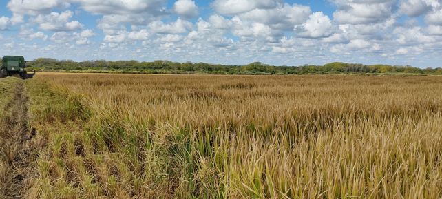 La producción de arroz entra en retenciones 0%.