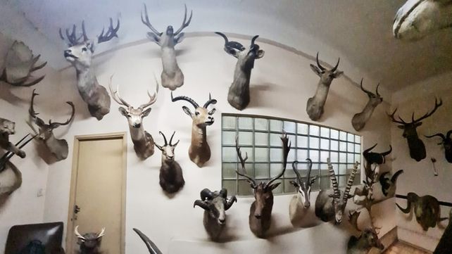 Personal del Ministerio de Ambiente y Desarrollo Sostenible decomisó una colección de animales taxidermizados de la fábrica de chocolates Felfort